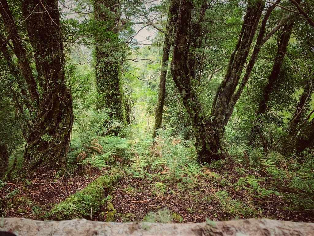 Interior del bosque nativo, con troncos cubiertos de musgo