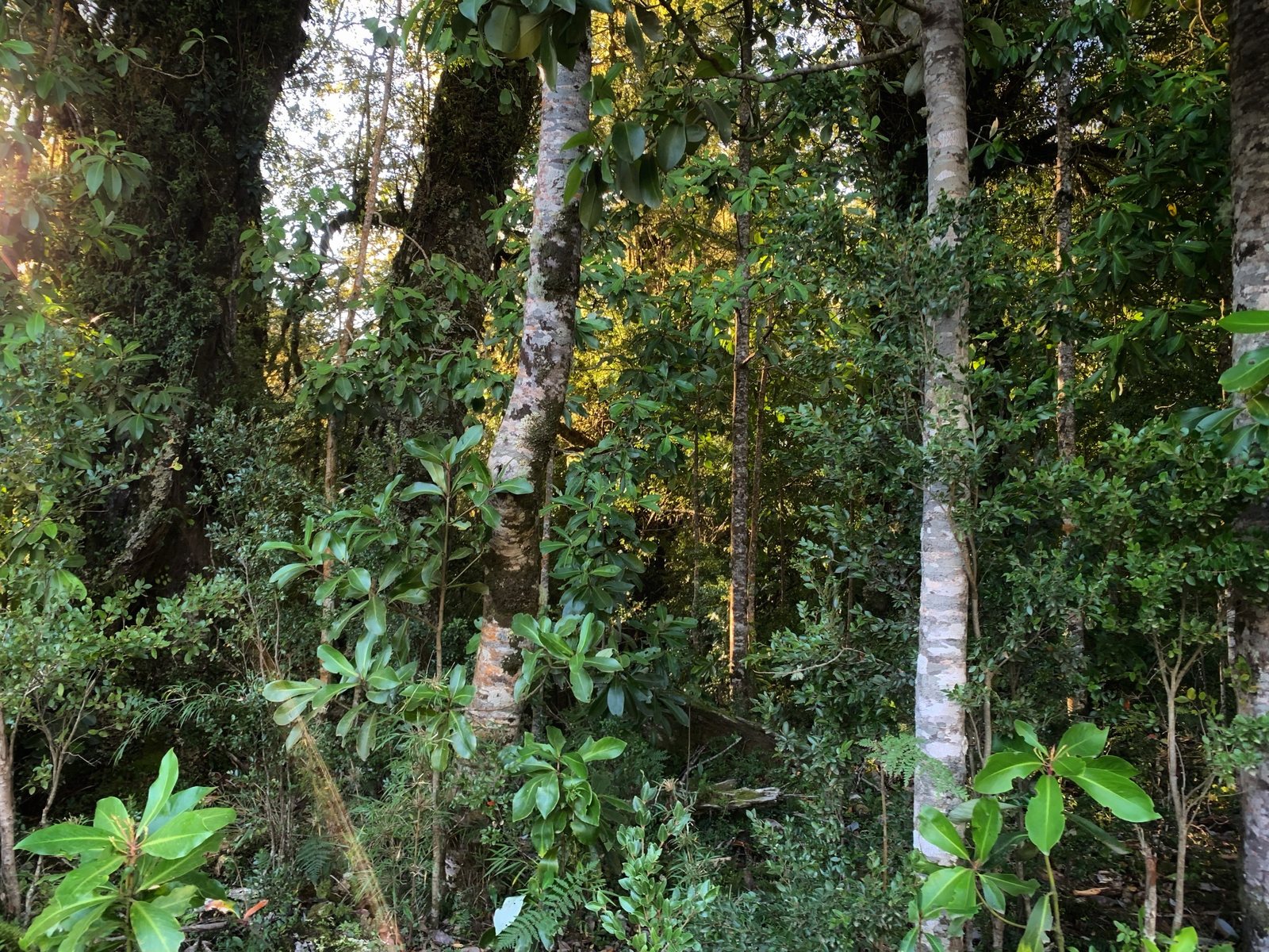 Sotobosque denso de helechos y arbustos nativos