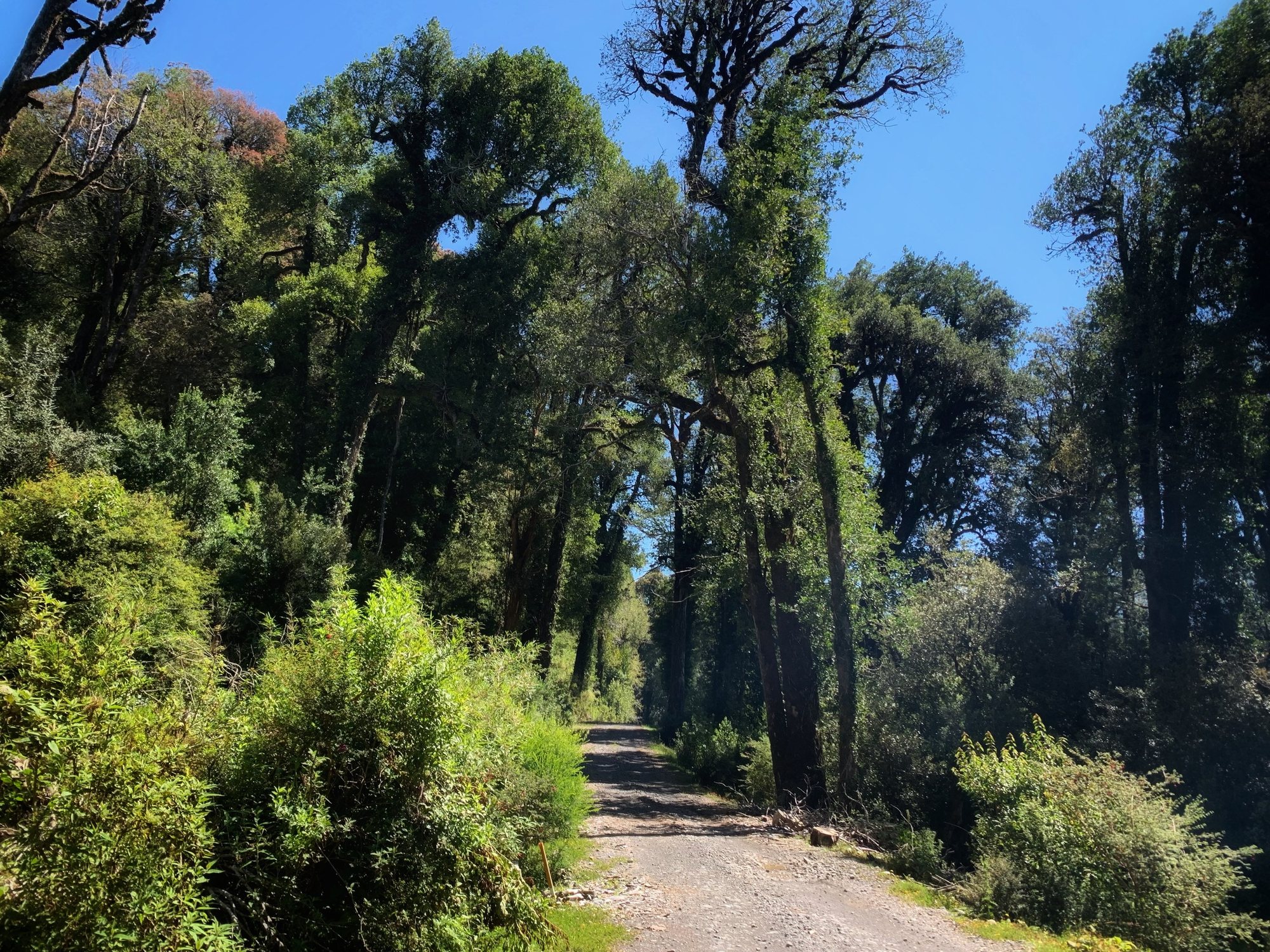 El camino de acceso al predio entre el bosque nativo